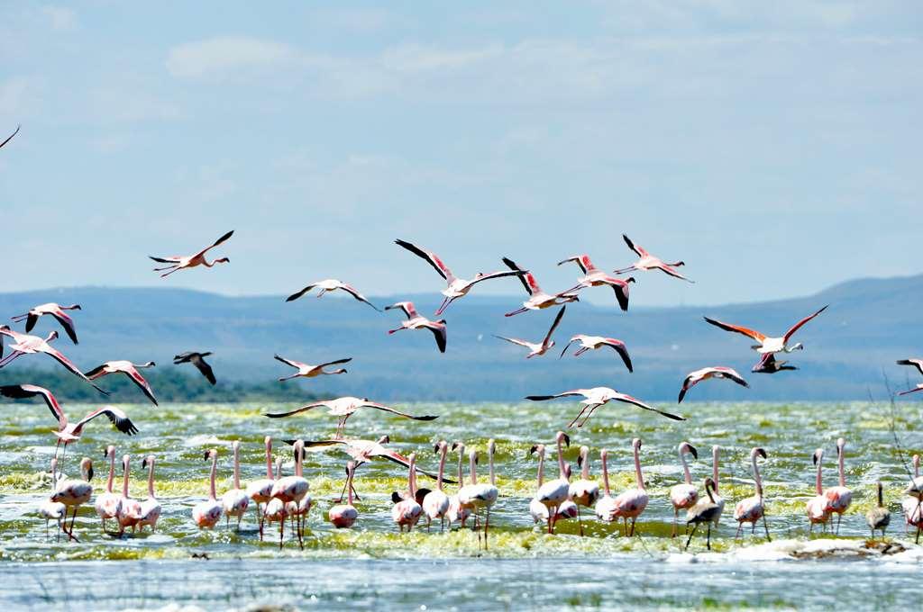 Lake Elmenteita Serena Camp エクステリア 写真