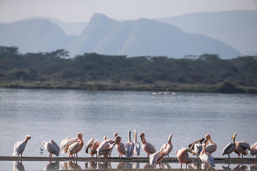 Lake Elmenteita Serena Camp エクステリア 写真