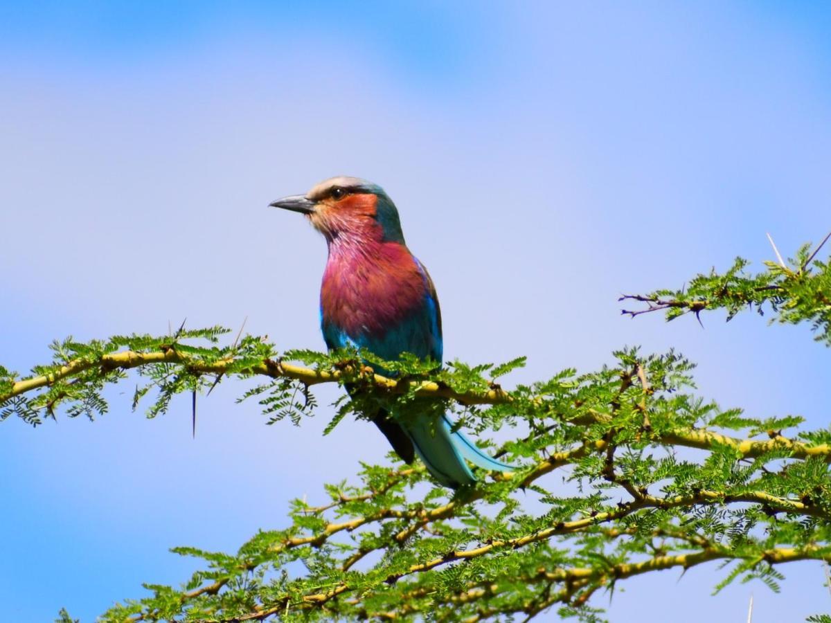Lake Elmenteita Serena Camp エクステリア 写真