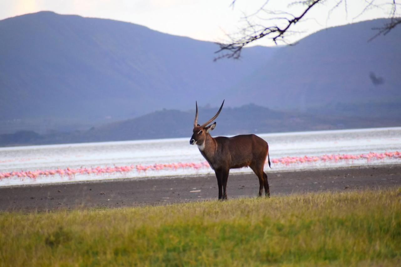 Lake Elmenteita Serena Camp エクステリア 写真