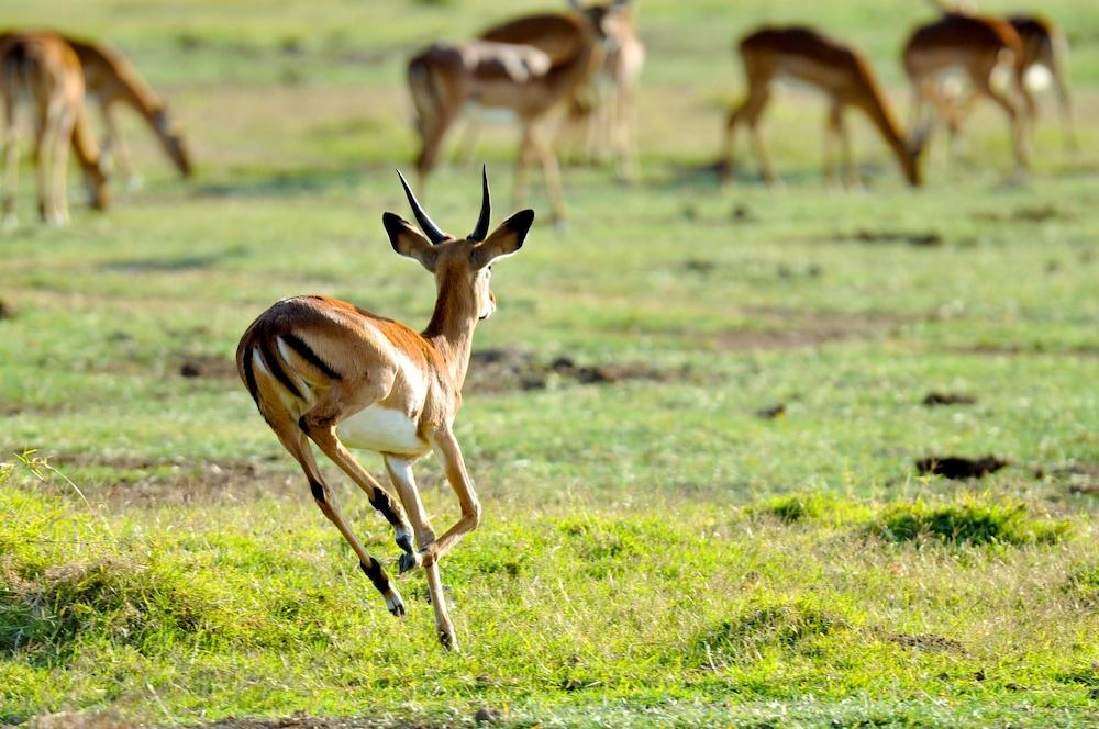 Lake Elmenteita Serena Camp エクステリア 写真